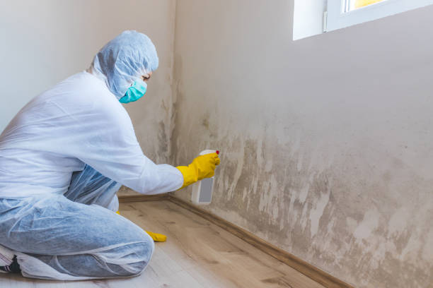 Licensed Mold Testing service in Northport, NY - WQB Mold Removal